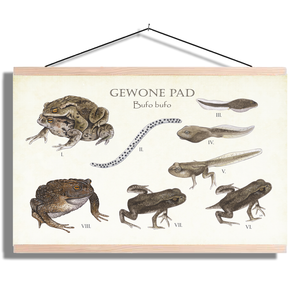 Schoolplaat "Gewone pad | Levenscyclus van ei tot pad"