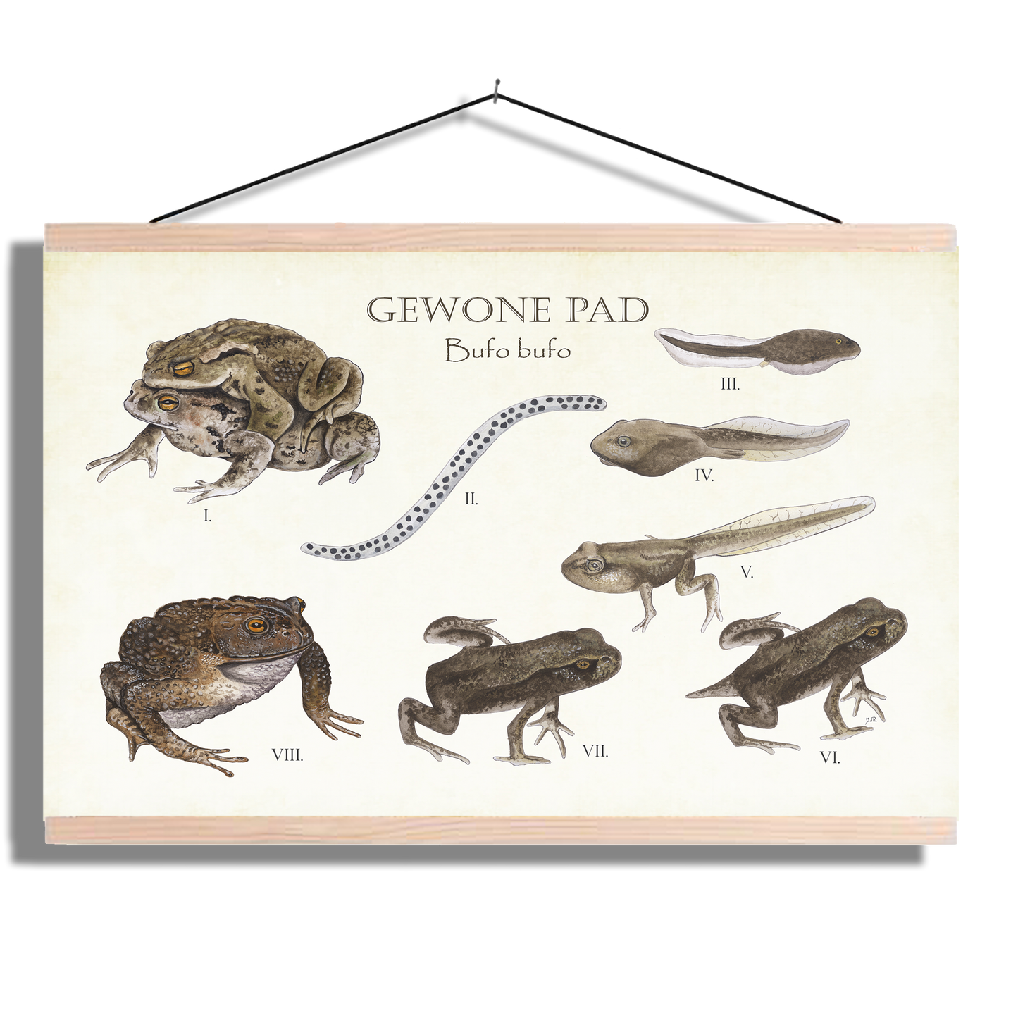 Schoolplaat "Gewone pad | Levenscyclus van ei tot pad"