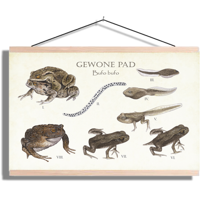 Schoolplaat "Gewone pad | Levenscyclus van ei tot pad"
