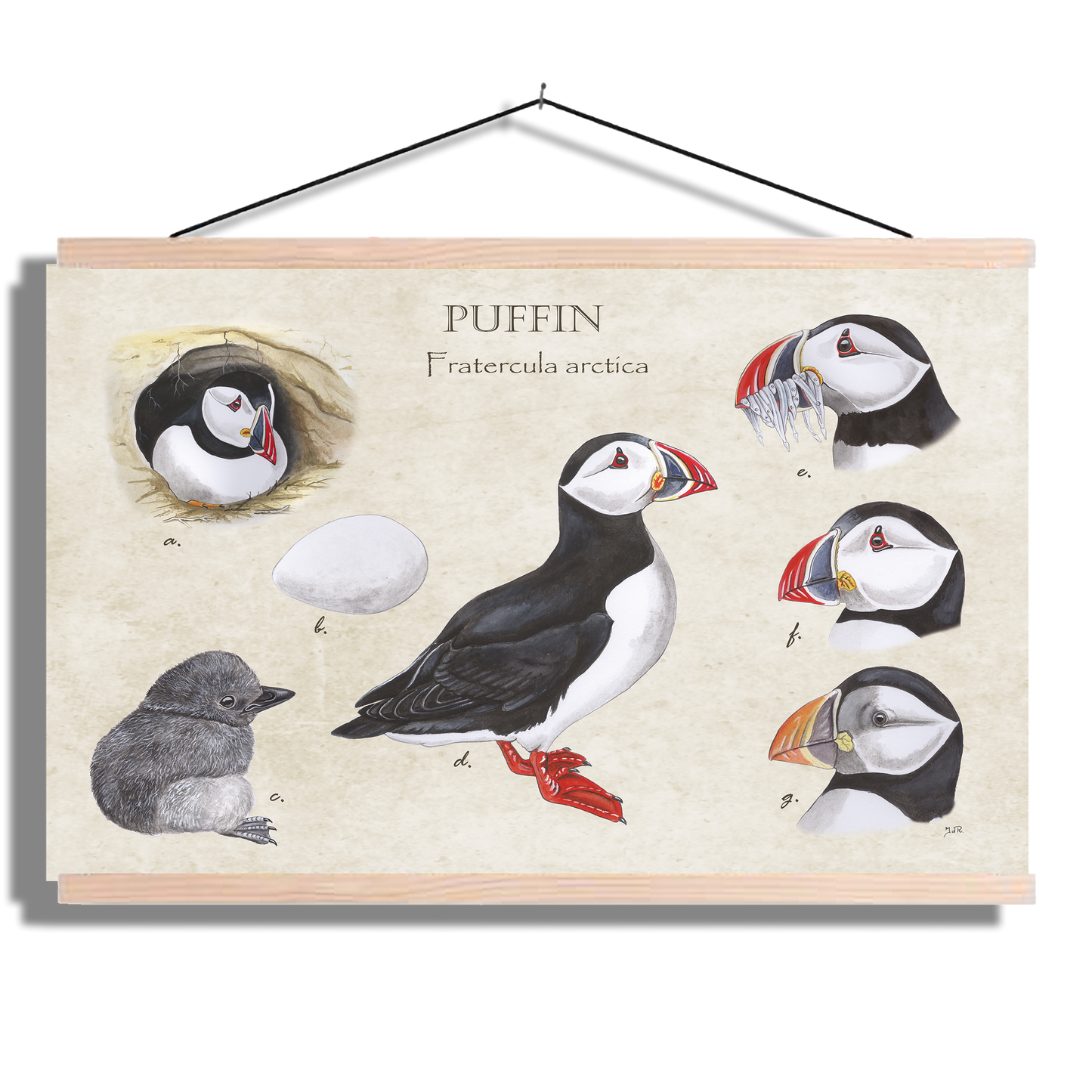 Schoolplaat "Puffins, het leven van"