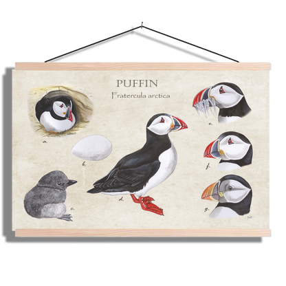 Schoolplaat "Puffins, het leven van"