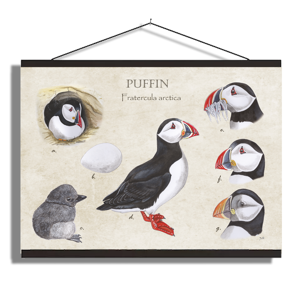 Schoolplaat "Puffins, het leven van"