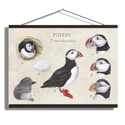 Schoolplaat "Puffins, het leven van"