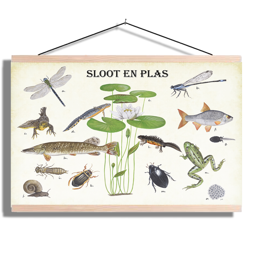 Schoolplaat "Sloot en plas"
