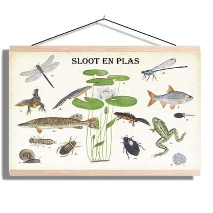 Schoolplaat "Sloot en plas"