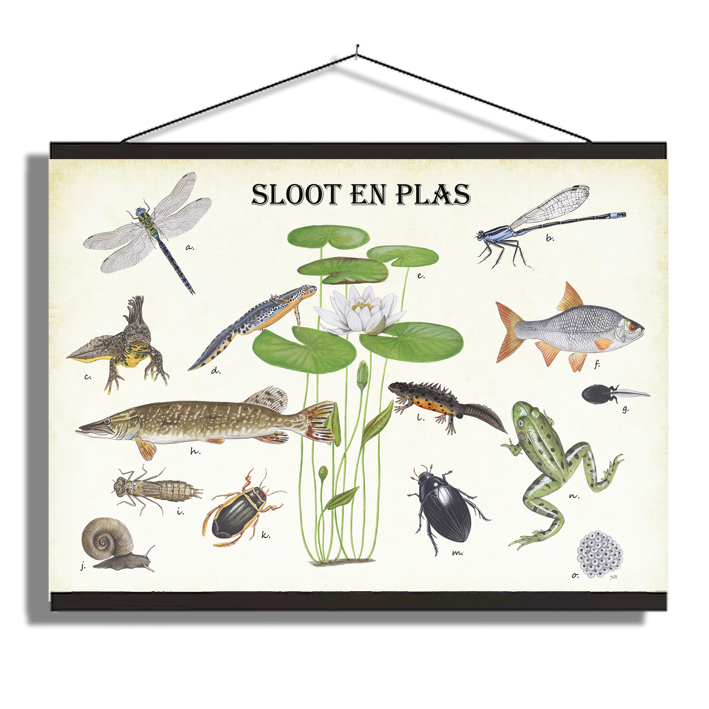 Schoolplaat "Sloot en plas"