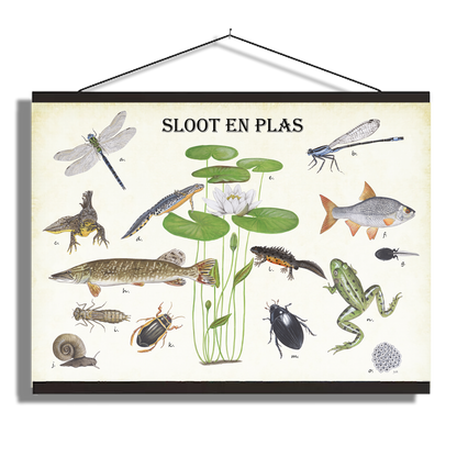 Schoolplaat "Sloot en plas"