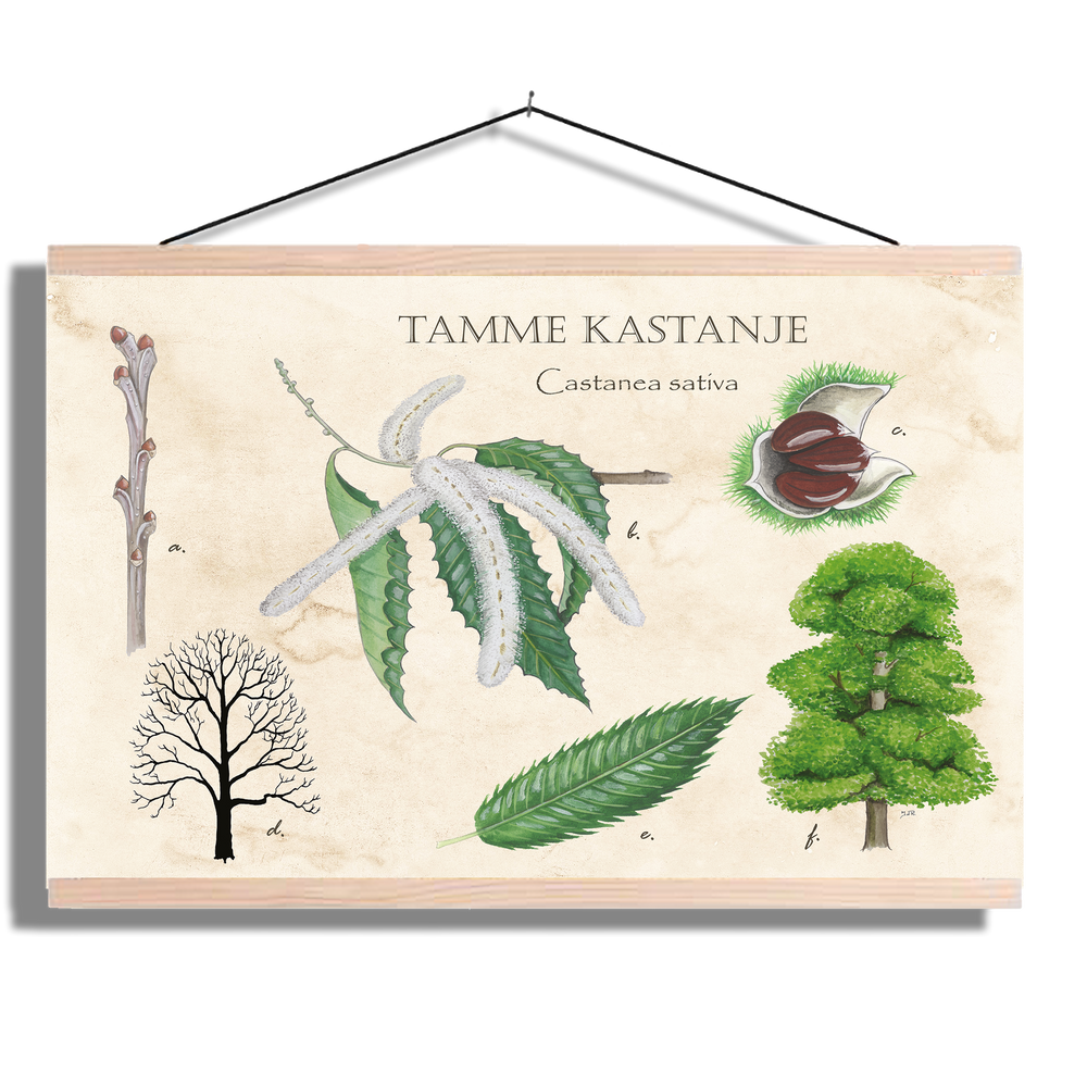 Schoolplaat "Tamme kastanje"