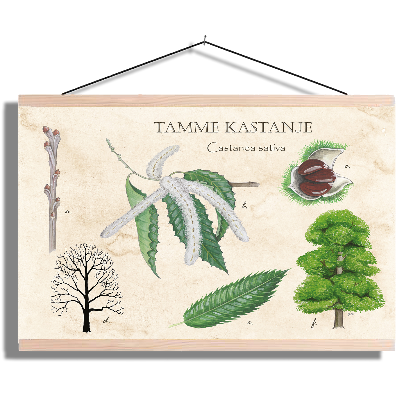 Schoolplaat "Tamme kastanje"