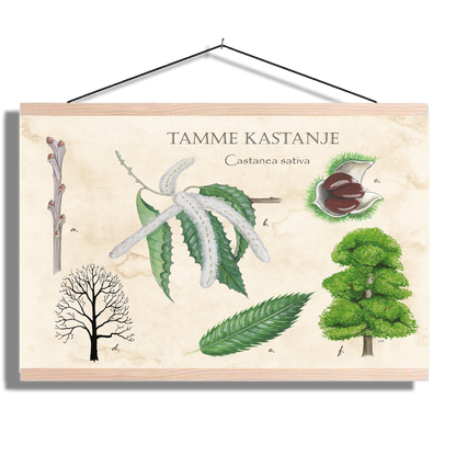 Schoolplaat "Tamme kastanje"