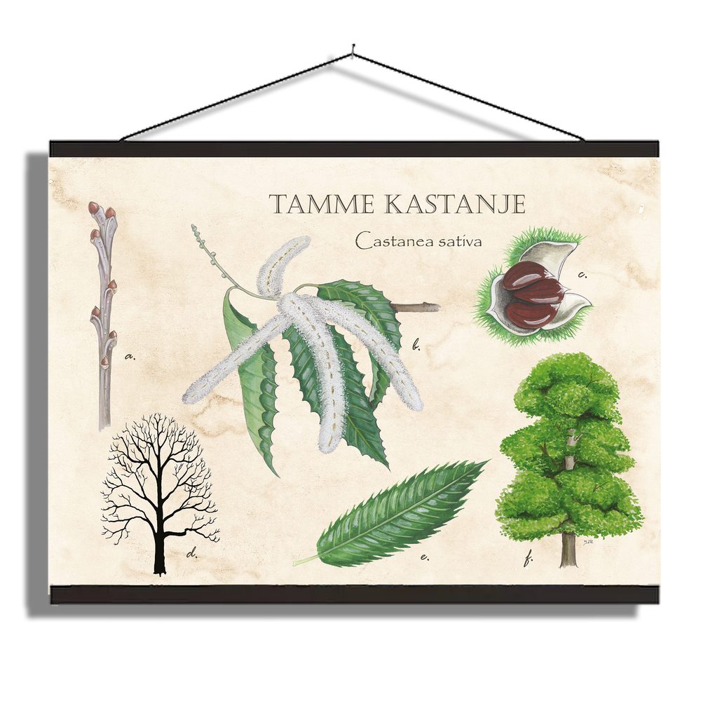 Schoolplaat "Tamme kastanje"