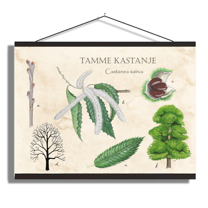 Schoolplaat "Tamme kastanje"