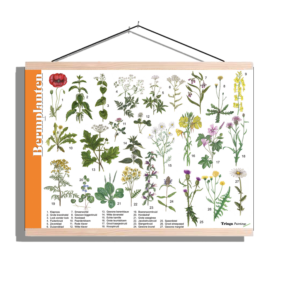 Herkenningsposter "Bermplanten"