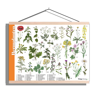 Herkenningsposter "Bermplanten"