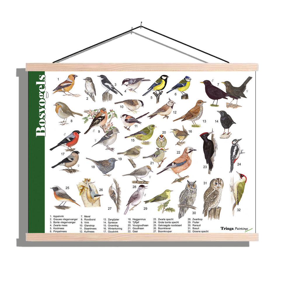Herkenningsposter "Bosvogels"