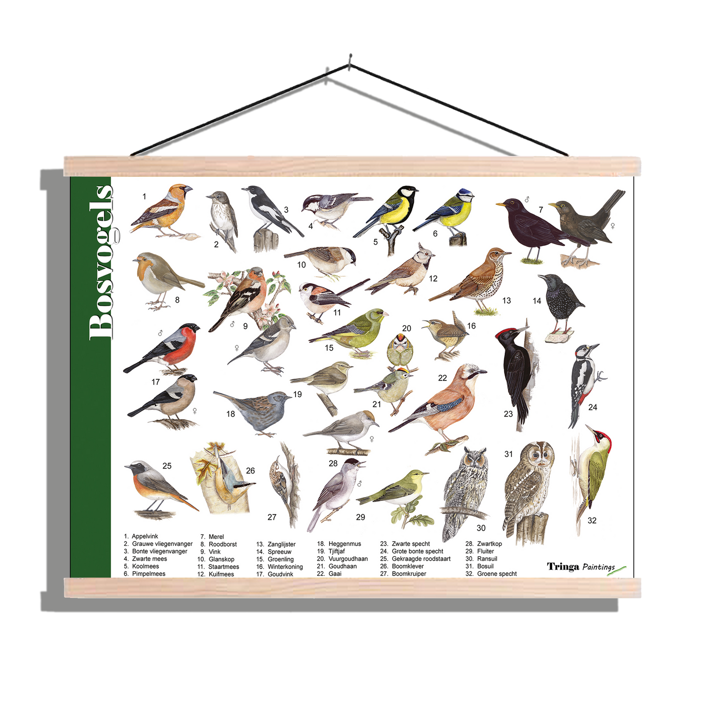 Herkenningsposter "Bosvogels"
