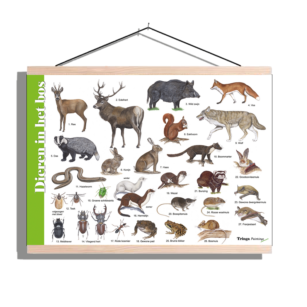 Herkenningsposter "Dieren in het bos"