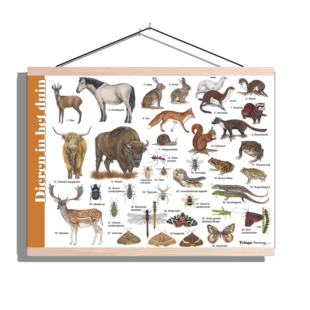 Herkenningsposter "Dieren in het duin"