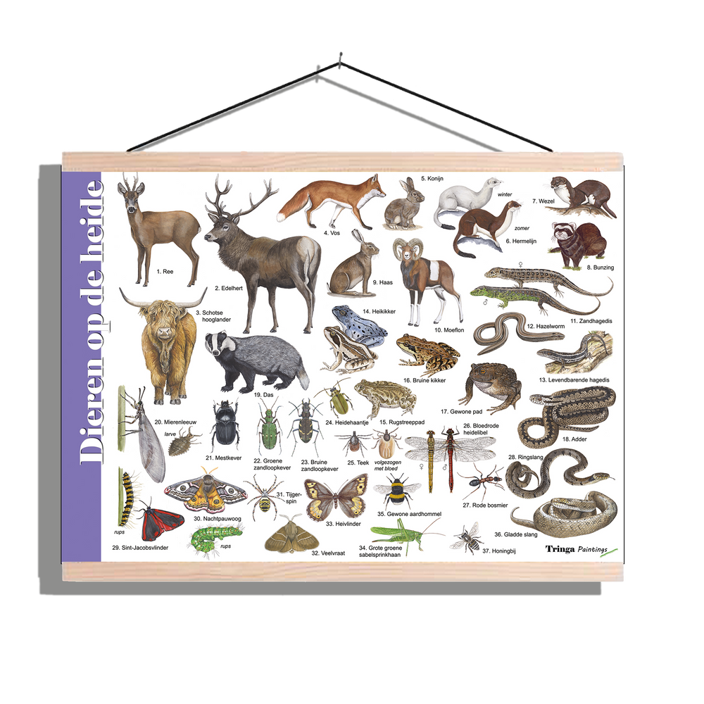 Herkenningsposter "Dieren op de heide"