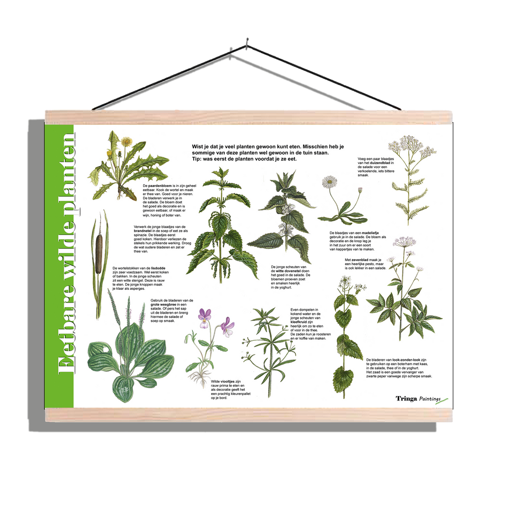 Herkenningsposter "Eetbare wilde planten 1"