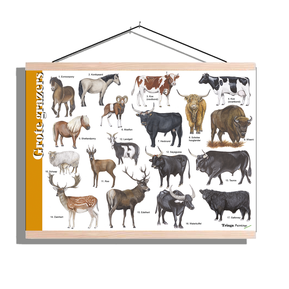 Herkenningsposter "Grote grazers"