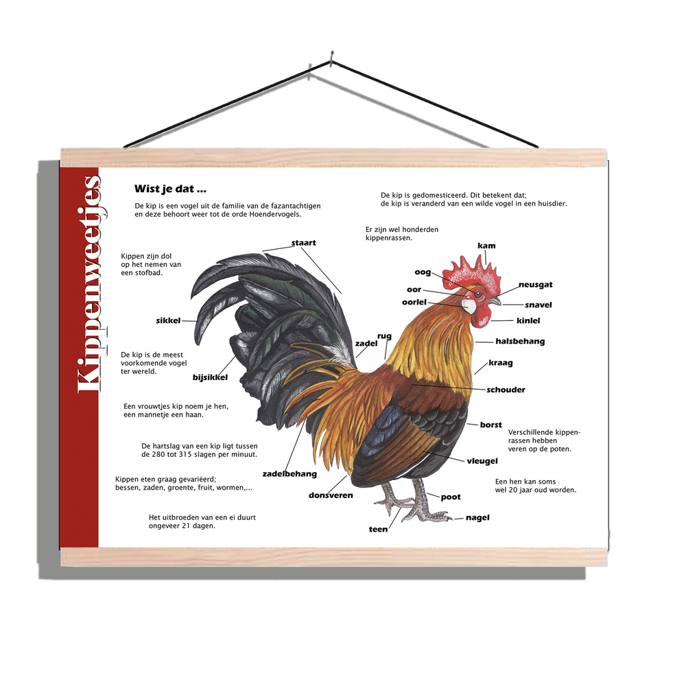 Herkenningsposter "Kippen - Anatomie"