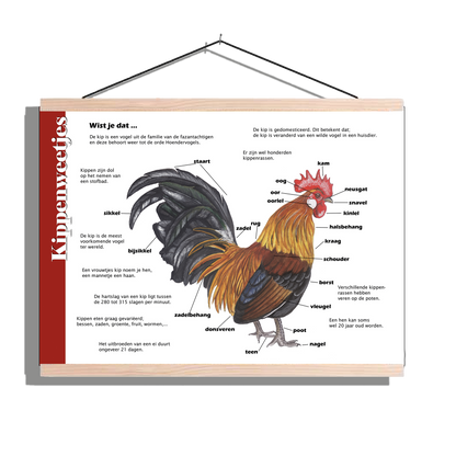 Herkenningsposter "Kippen - Anatomie"