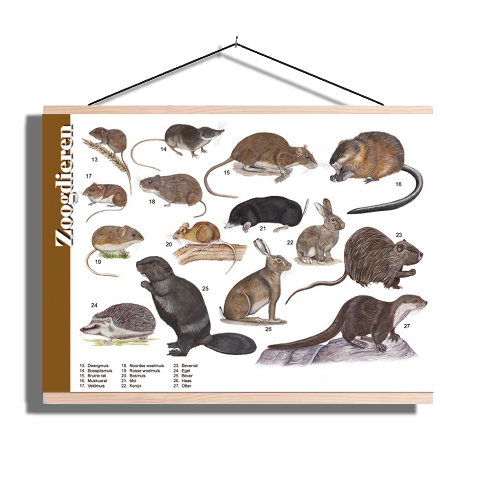 Herkenningsposter "Kleine zoogdieren"