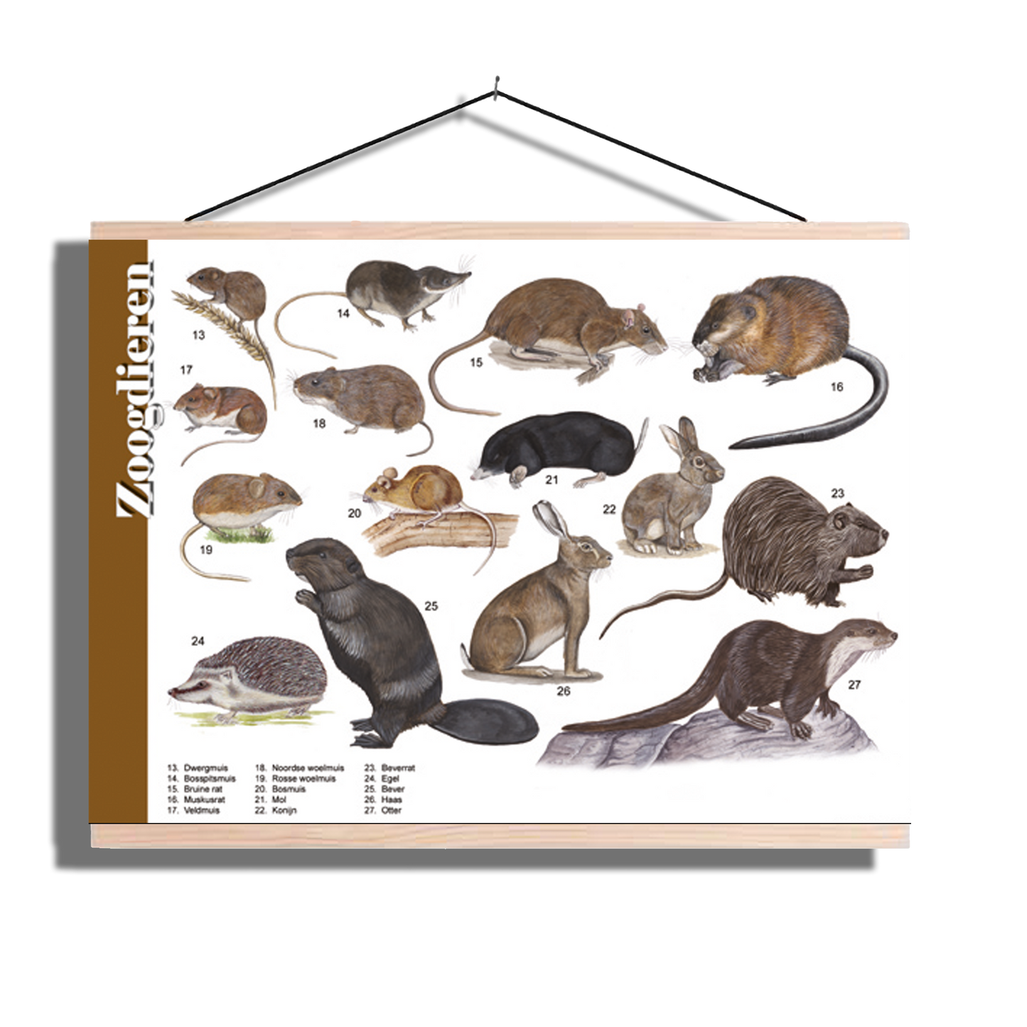 Herkenningsposter "Kleine zoogdieren"