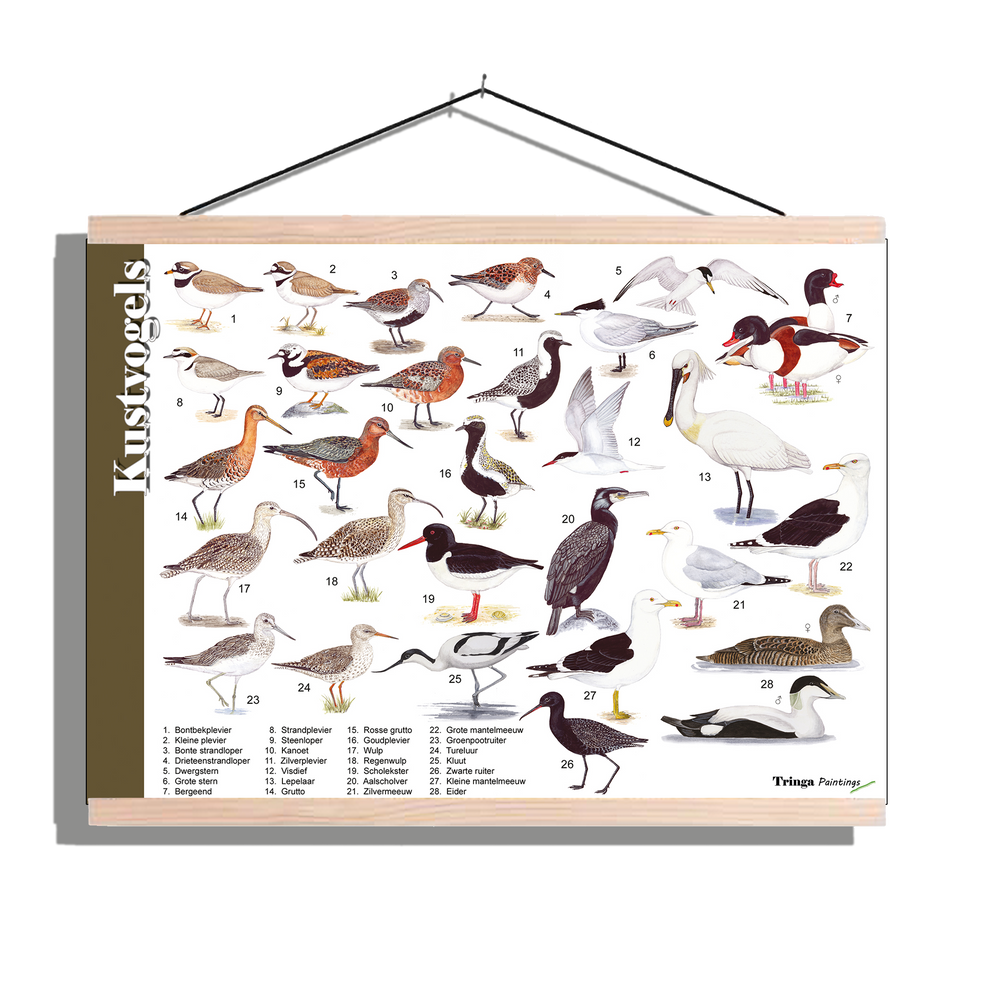Herkenningsposter "Kustvogels"