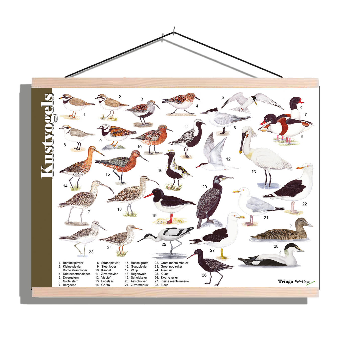 Herkenningsposter "Kustvogels"