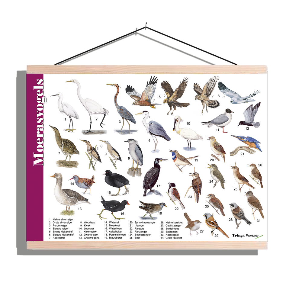 Herkenningsposter "Moerasvogels"