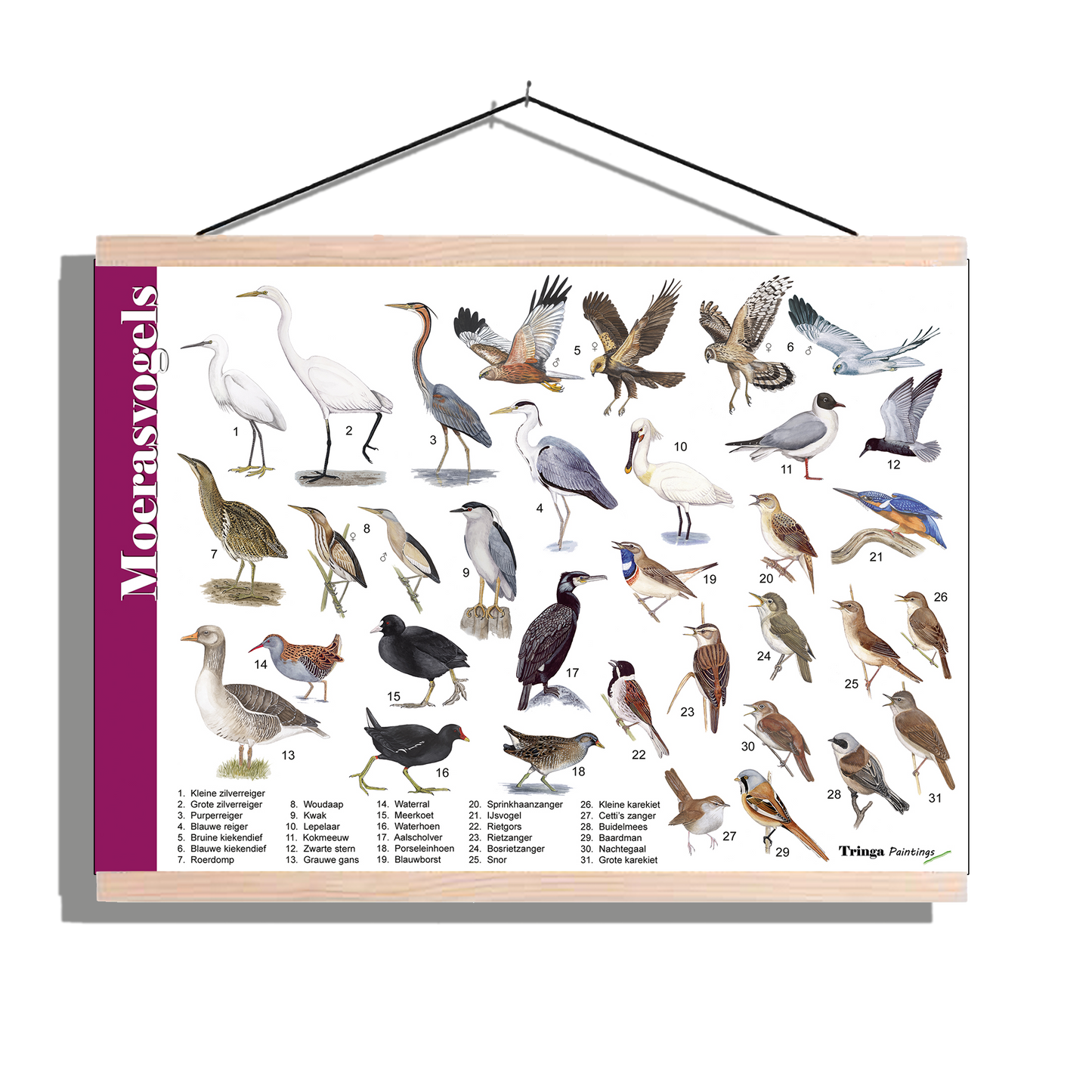 Herkenningsposter "Moerasvogels"