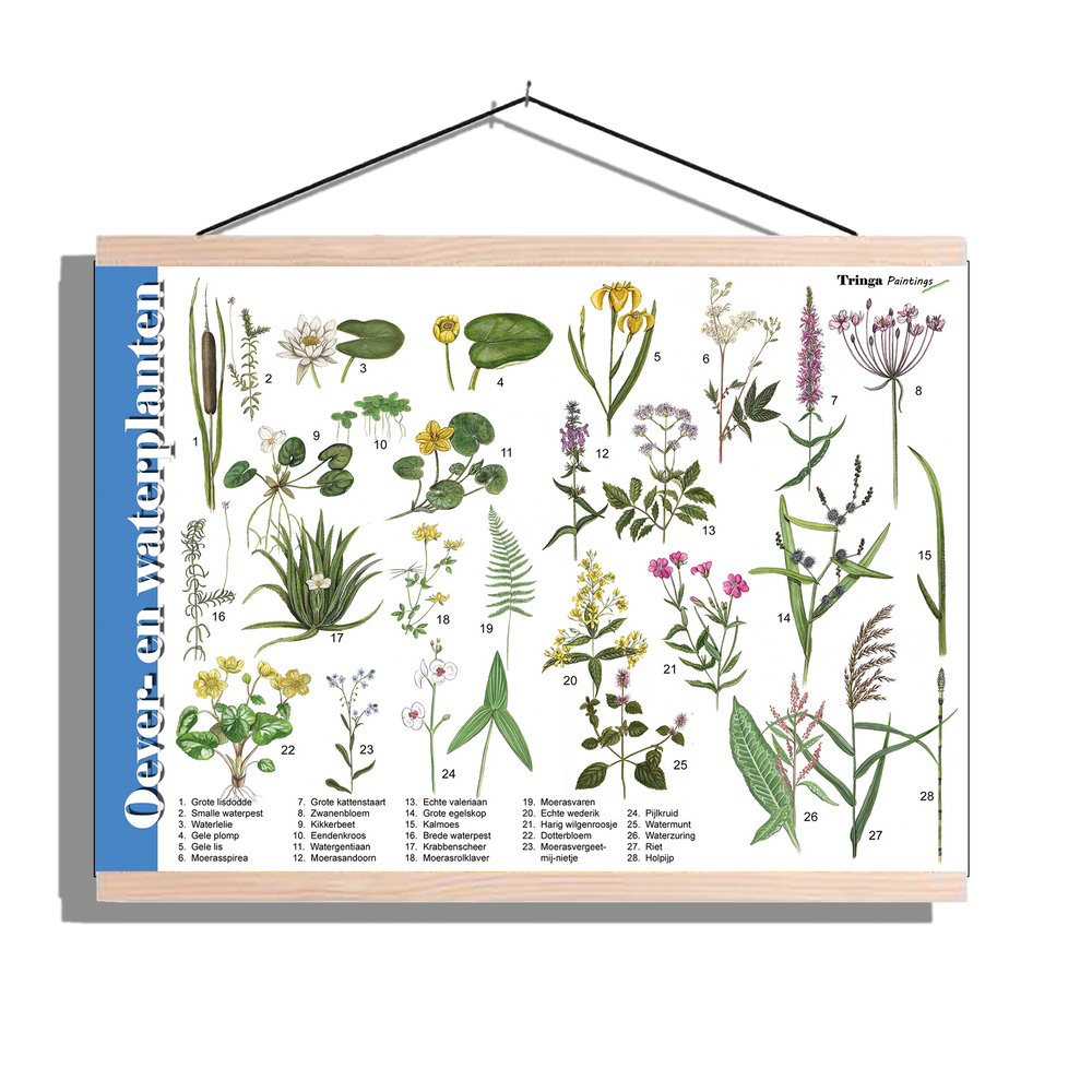 Herkenningsposter "Oever- en Waterplanten"