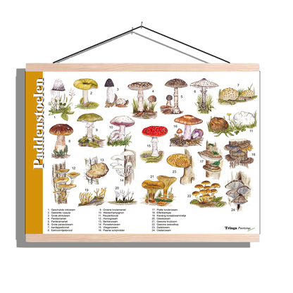 Herkenningsposter "Paddenstoelen"
