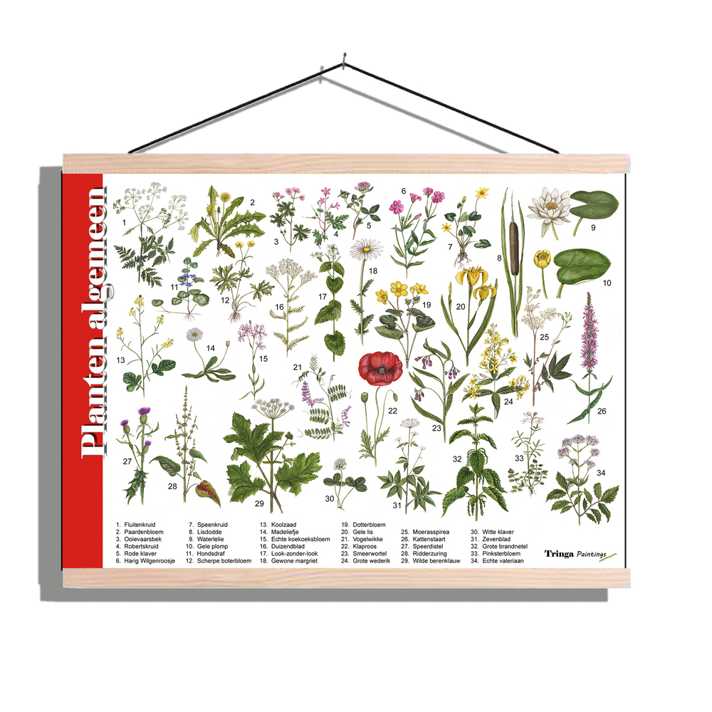 Herkenningsposter "Planten algemeen"