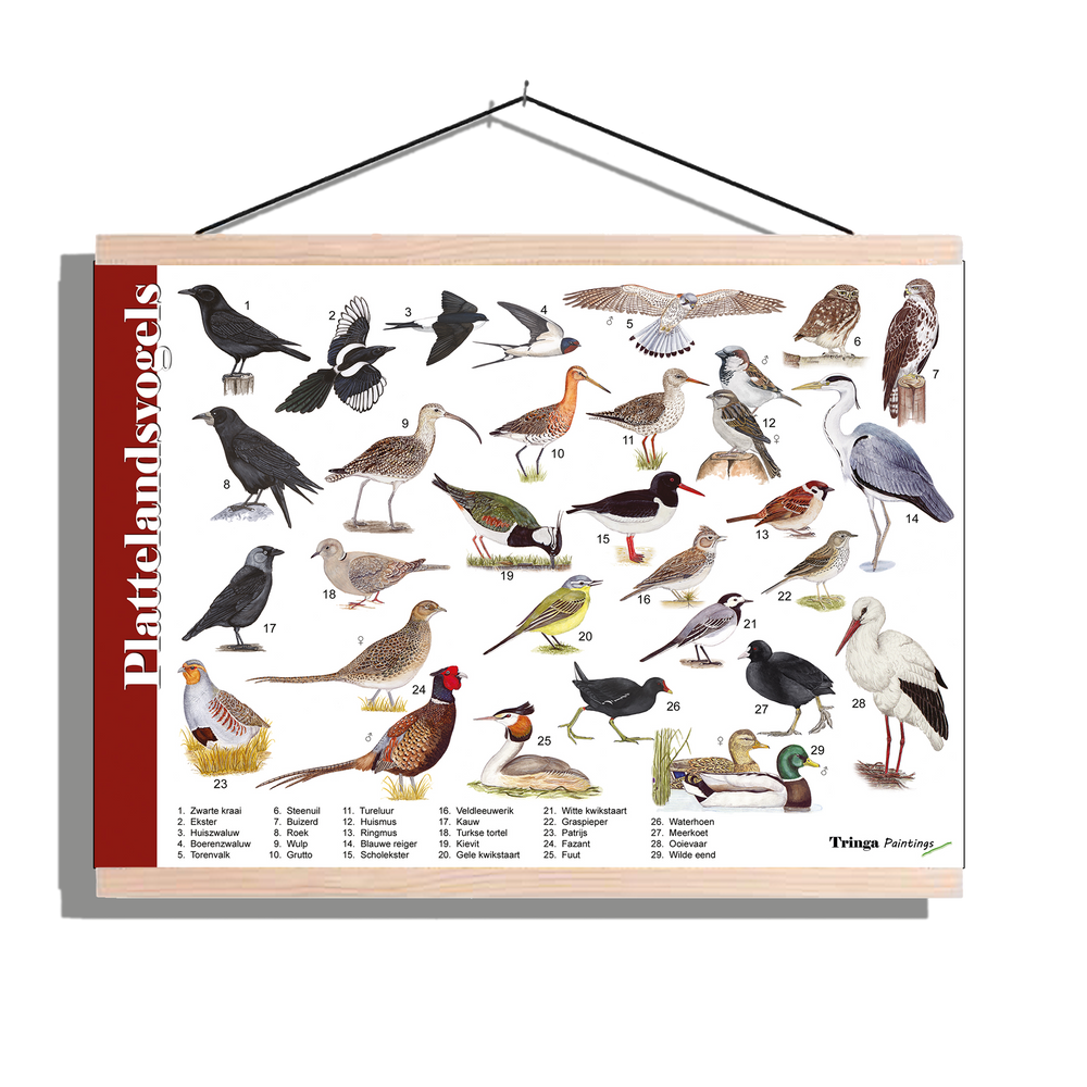 Herkenningsposter "Plattelandsvogels"