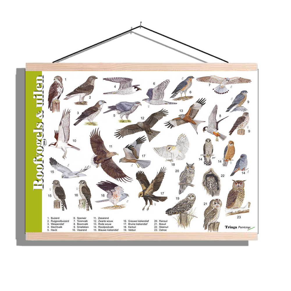 Herkenningsposter "Roofvogels & Uilen"