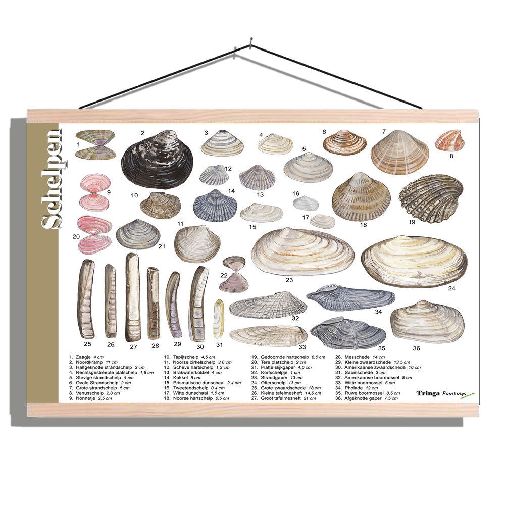 Herkenningsposter "Schelpen 1"