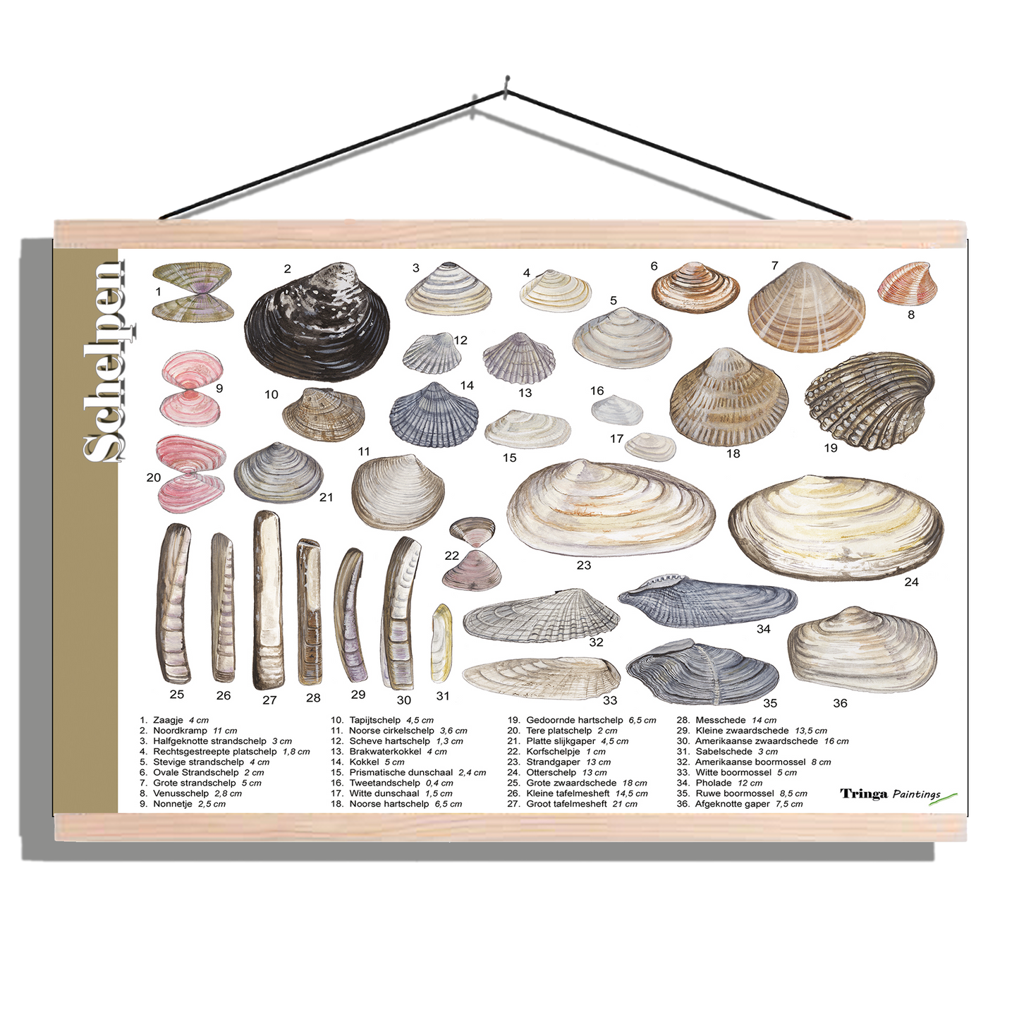 Herkenningsposter "Schelpen 1"