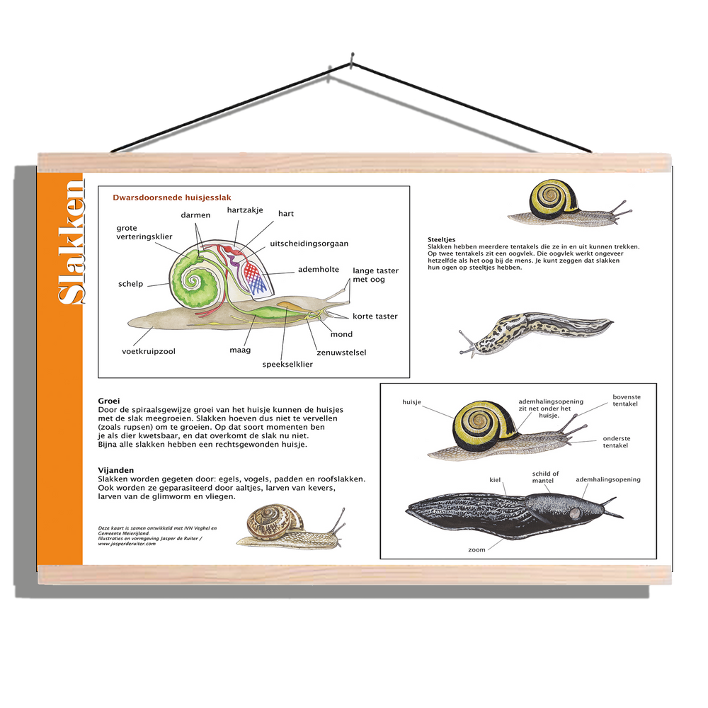Herkenningsposter "Slakken - Anatomie"