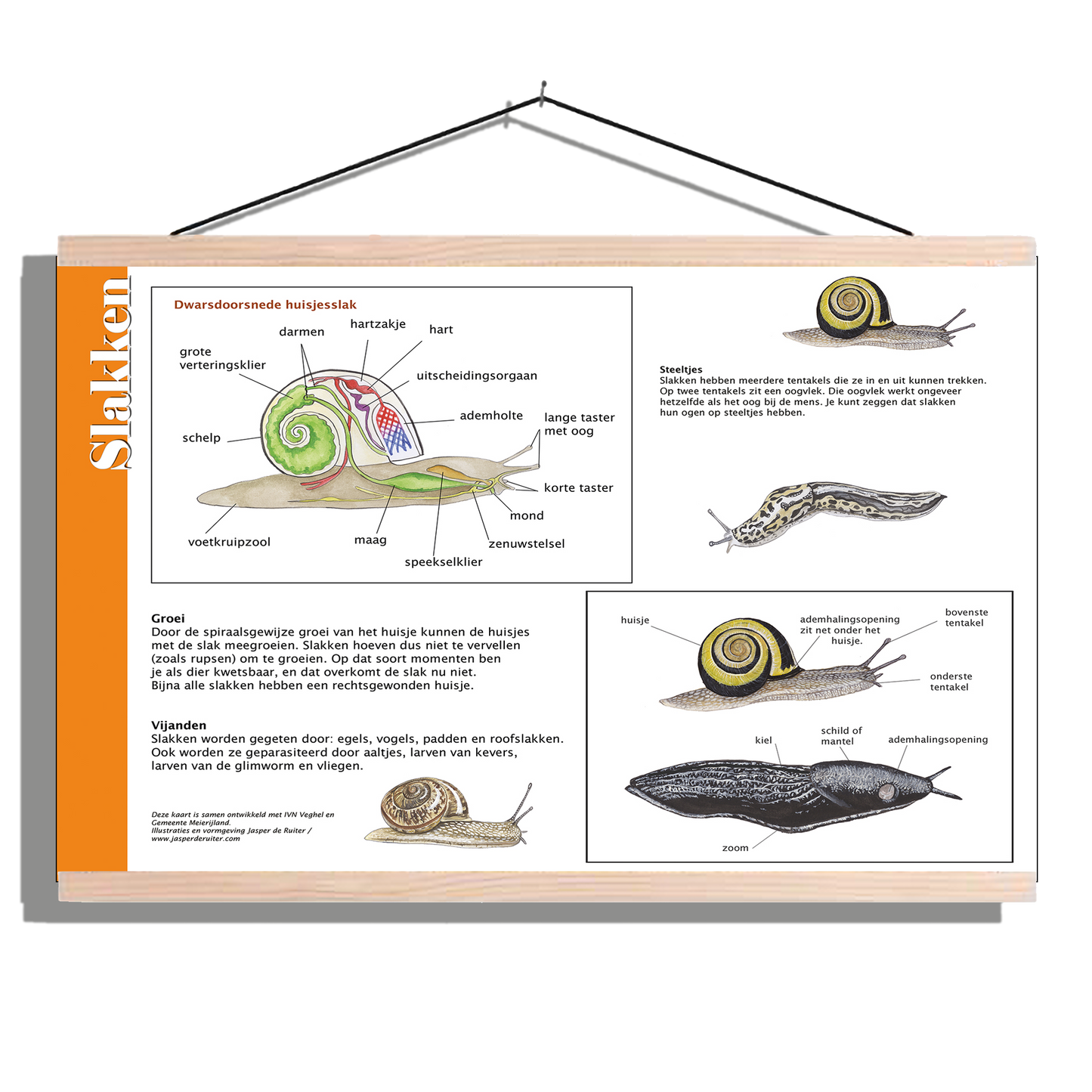 Herkenningsposter "Slakken - Anatomie"
