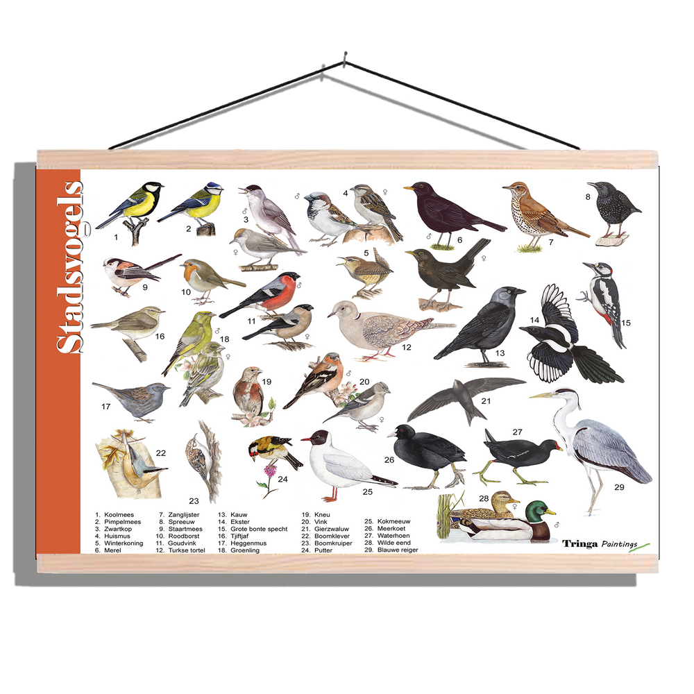 Herkenningsposter "Stadsvogels"