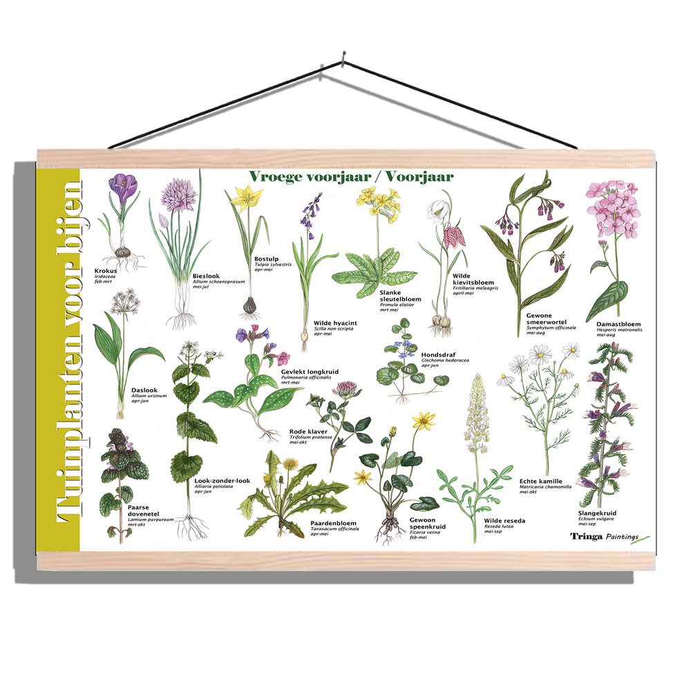 Herkenningsposter "Tuinplanten voor bijen (voorjaar)"