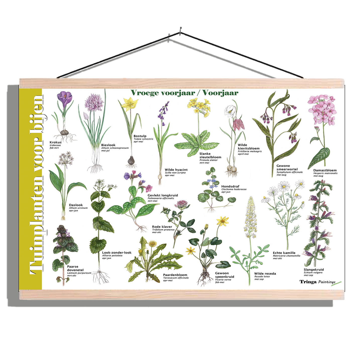 Herkenningsposter "Tuinplanten voor bijen (voorjaar)"