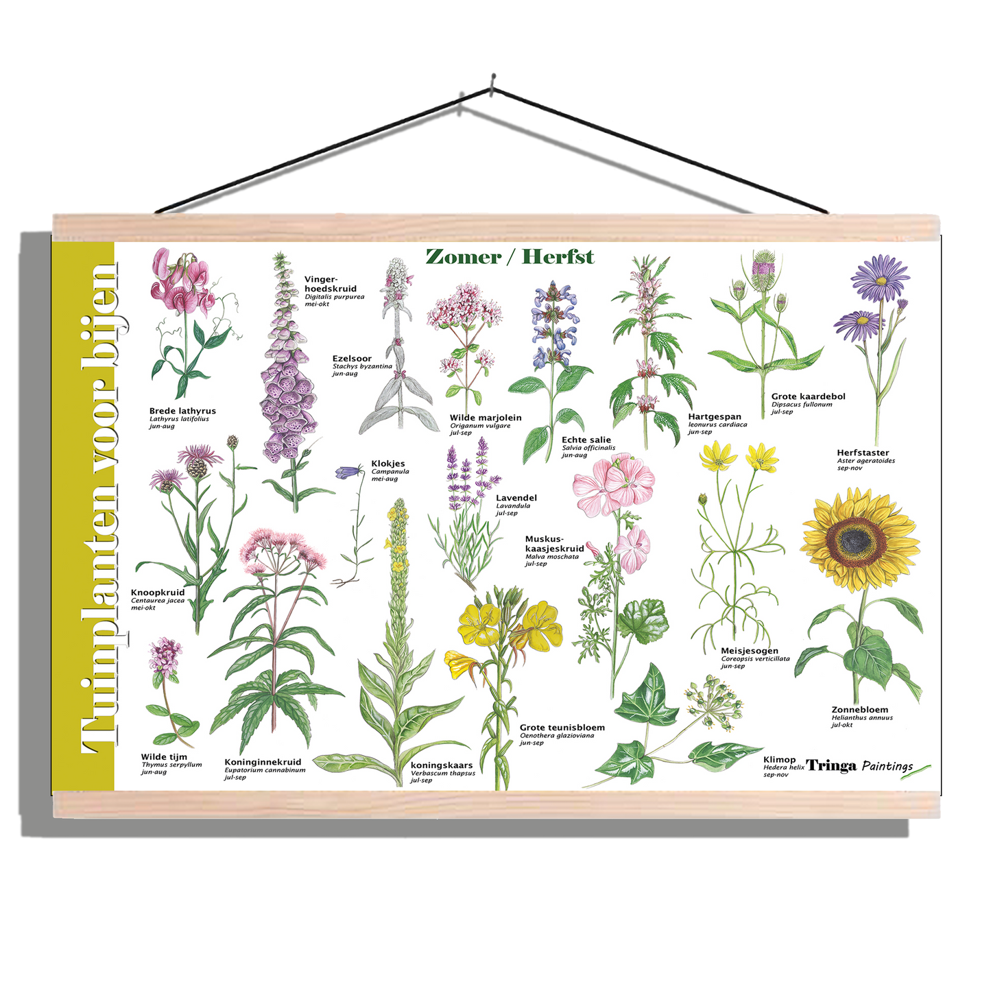 Herkenningsposter "Tuinplanten voor bijen (zomer)"