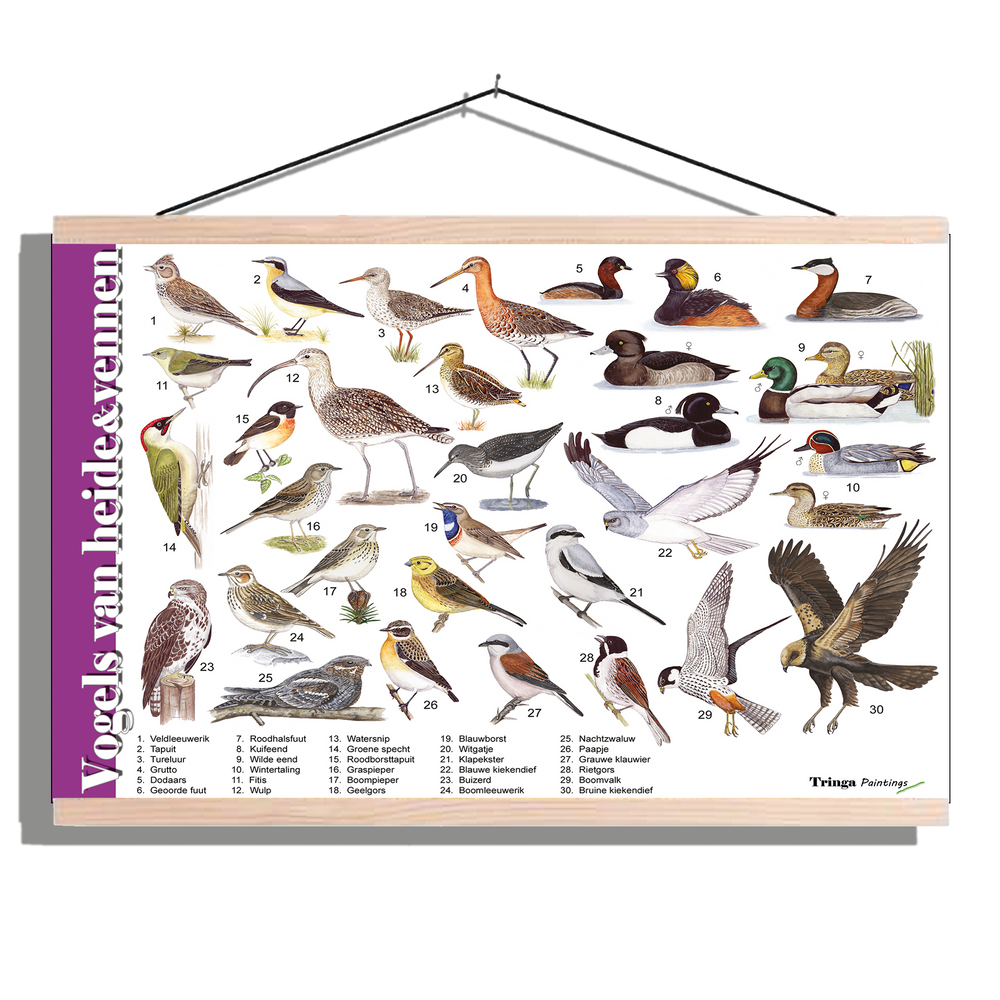 Herkenningsposter "Vogels van heide en vennen"