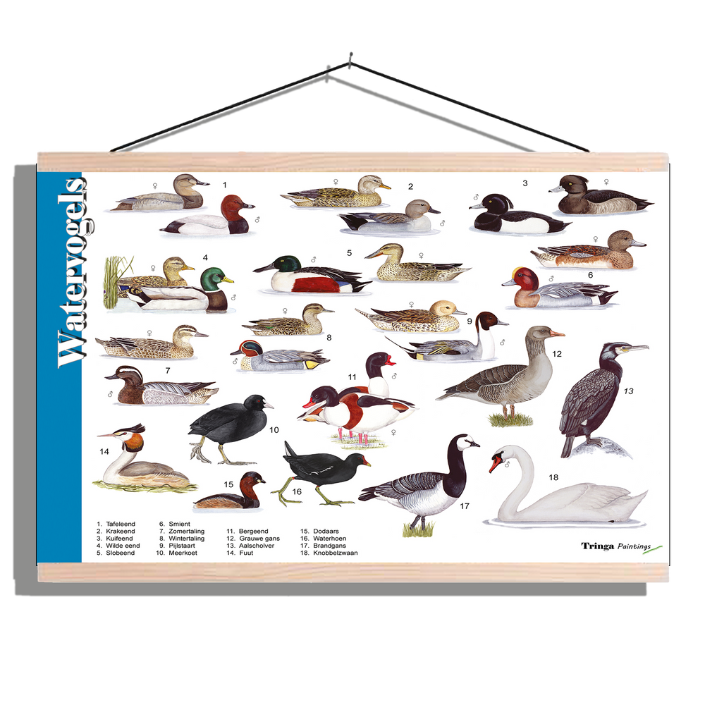 Herkenningsposter "Watervogels"