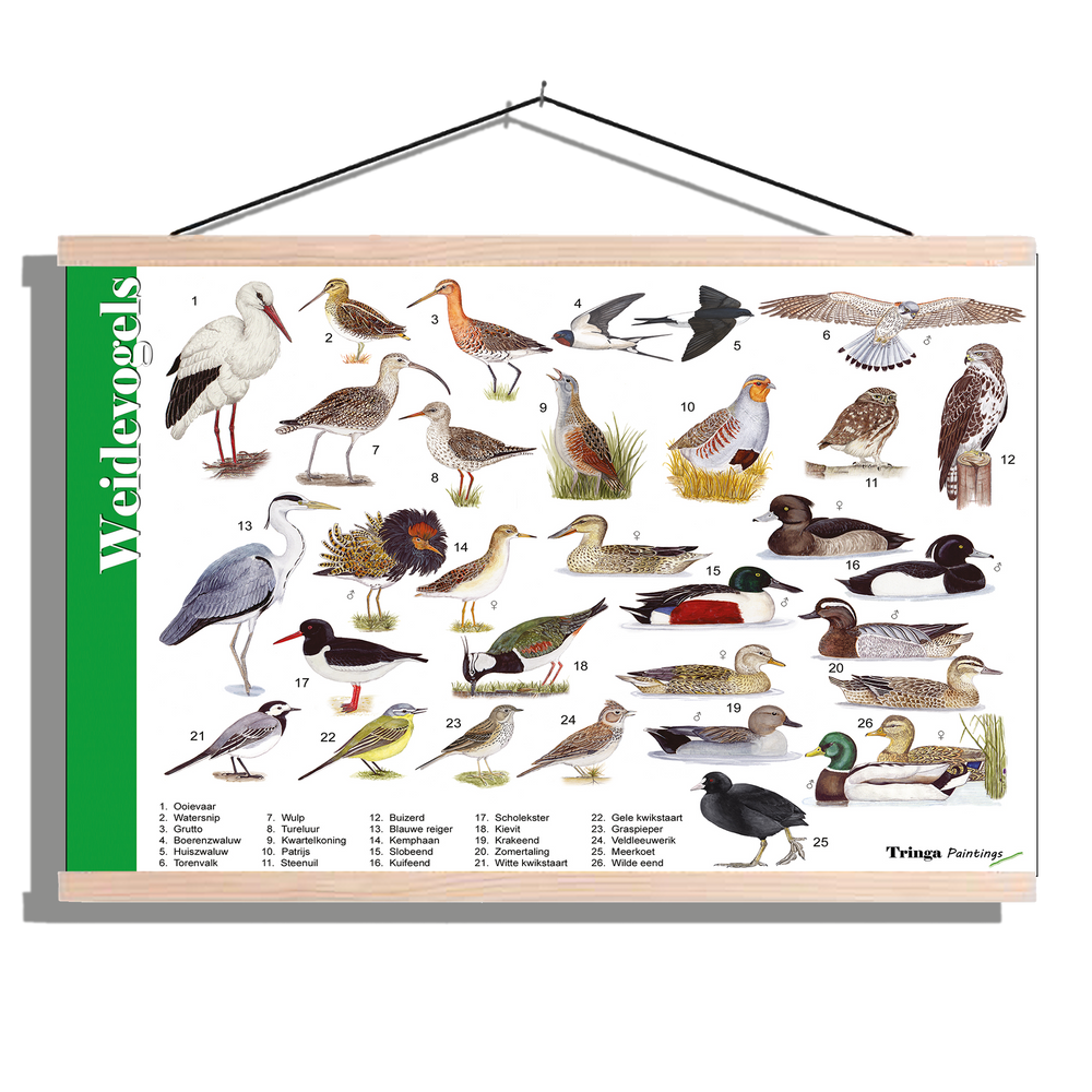 Herkenningsposter "Weidevogels"