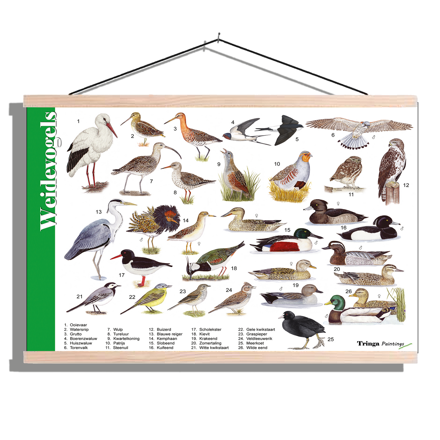 Herkenningsposter "Weidevogels"